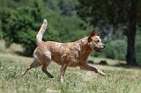 BOUVIER AUSTRALIEN 317